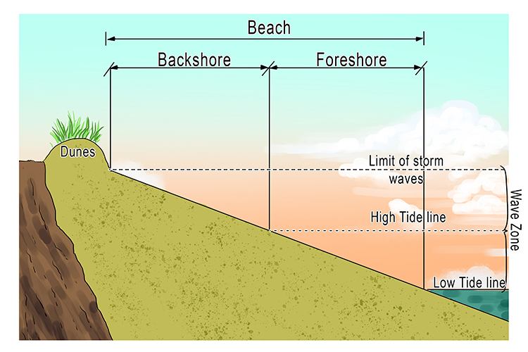 Beach backshore/foreshore diagram geography.